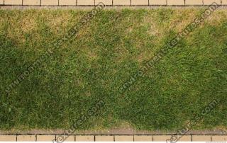 photo texture of grass 0005